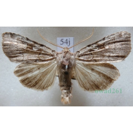 Coenophila subrosea (Stephens, 1829) Czech54j